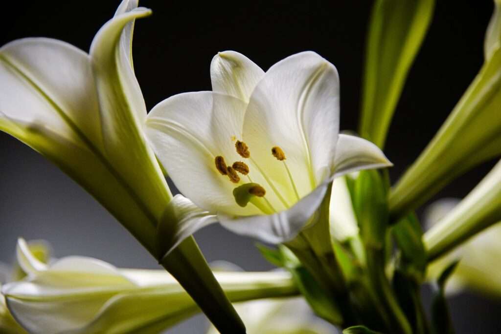 lily flower meaning in Hindi